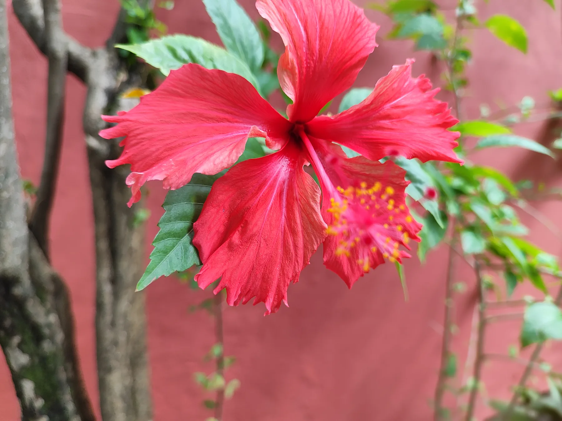 Jardim tropical da Villa Dourada em Santa Teresa